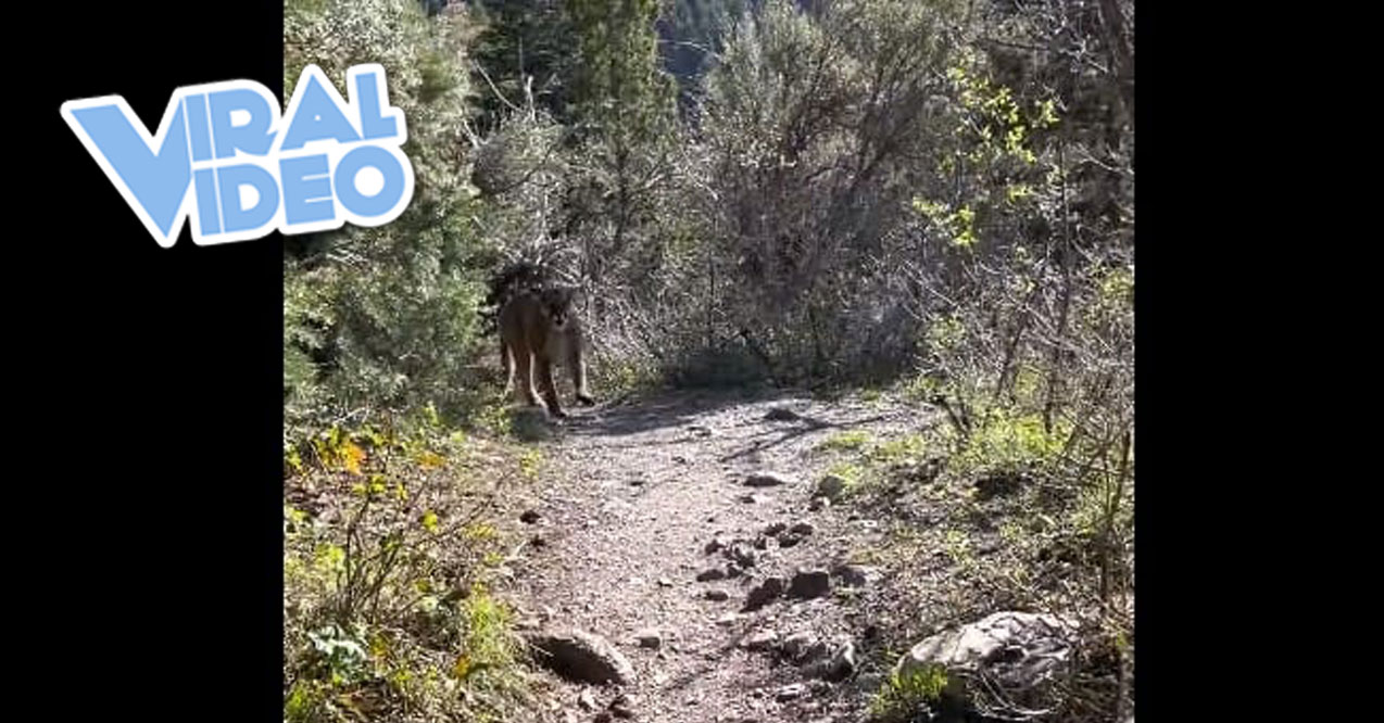 Viral Video: Watch a Mountain Lion Stalk a Hiker on a Trail
