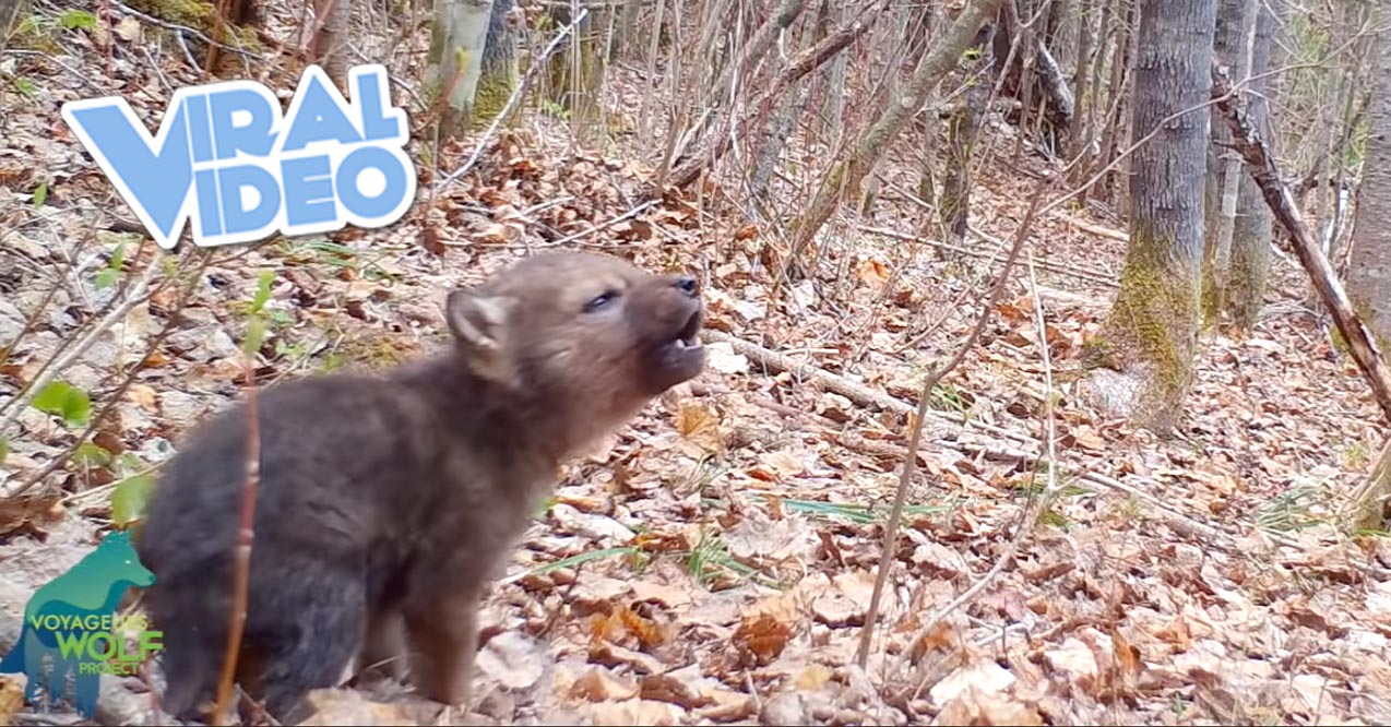 Viral Video:  The first howls of a wolf pup