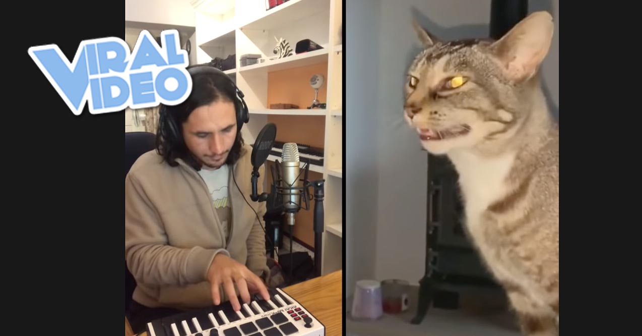 Viral Video: Sneeze Cat