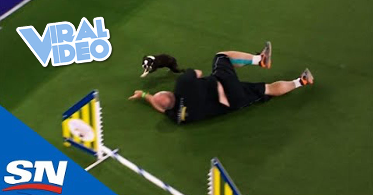 Viral Video: Dog Show Trainer Wipes Out