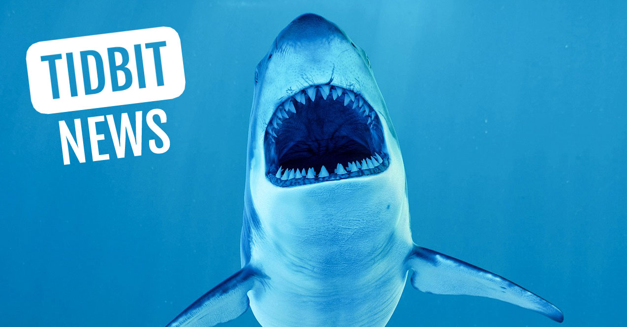 Rebranding Shark Attacks