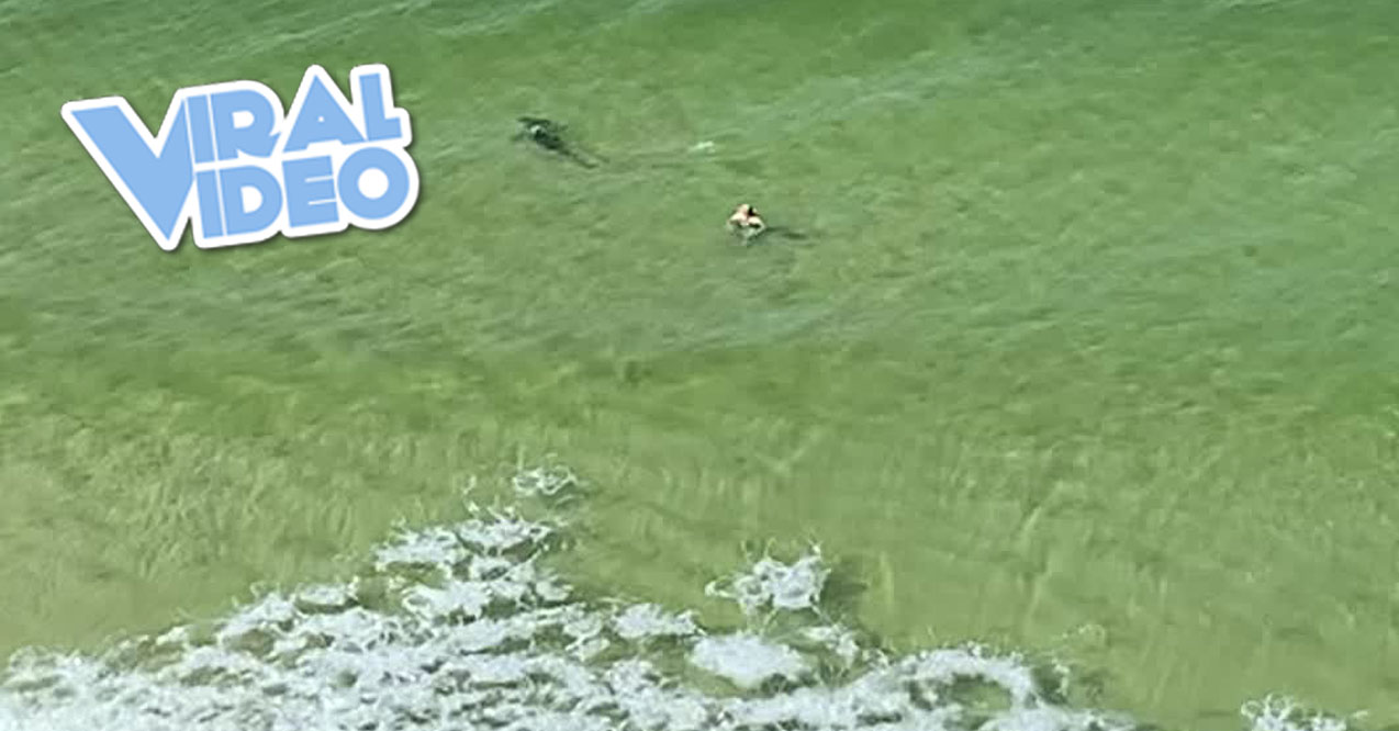 Viral Video: Shark Gets Within Inches of a Swimmer