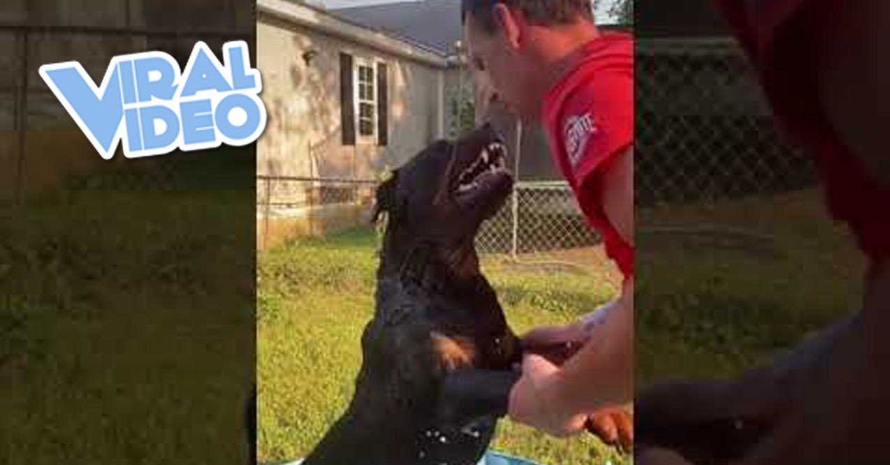 Viral Video: An Angry, Growling Rottweiler Gets a Bath