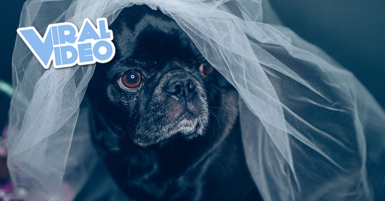 Viral Video: A Dog Objects to a Couple Getting Married