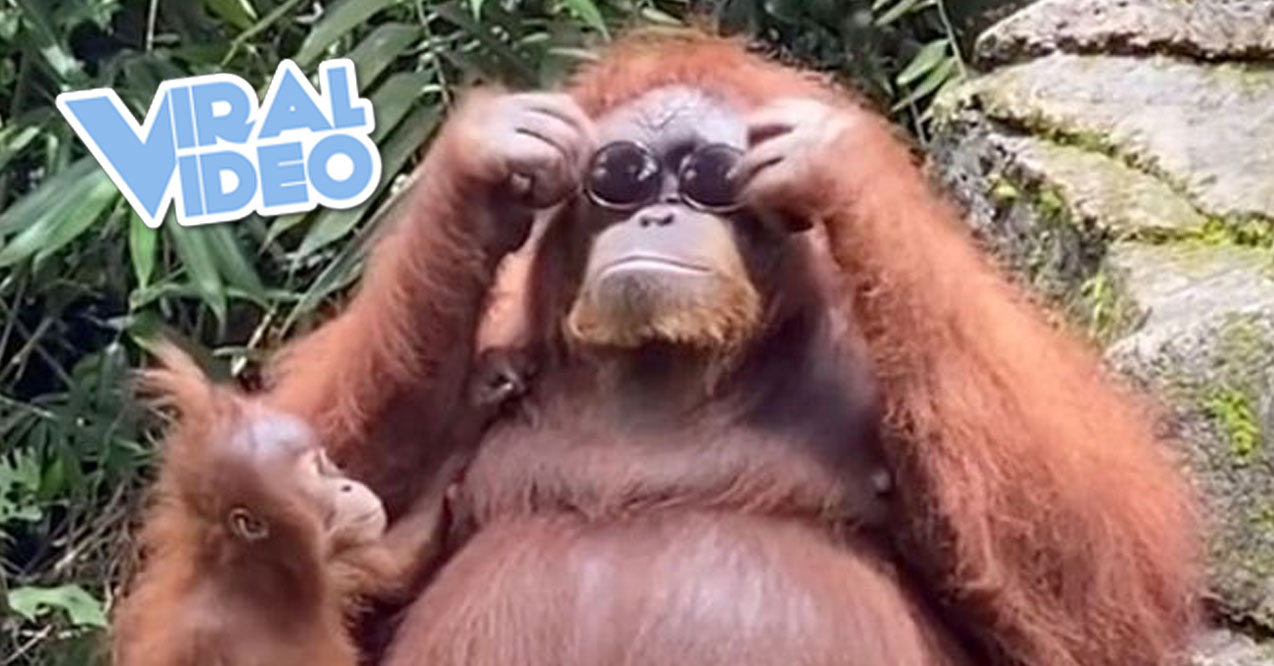 Viral Video Have You Seen the “Orangutan Wearing Sunglasses” Video