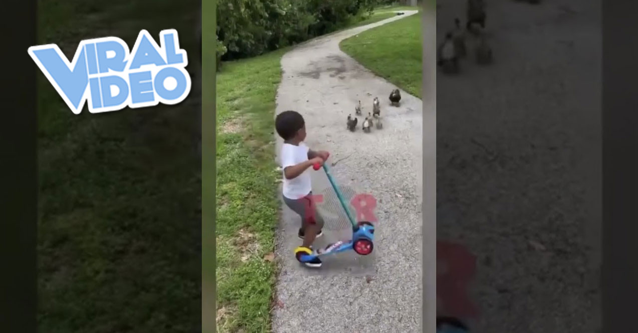 Viral Video: A Little Boy Is Polite to the Ducks Chasing Him