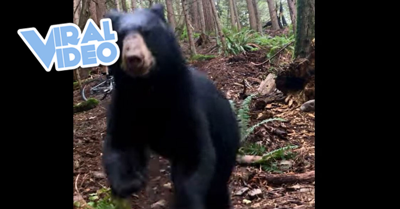 Viral Video: Mountain Bike Rider’s Scary Bear Encounter