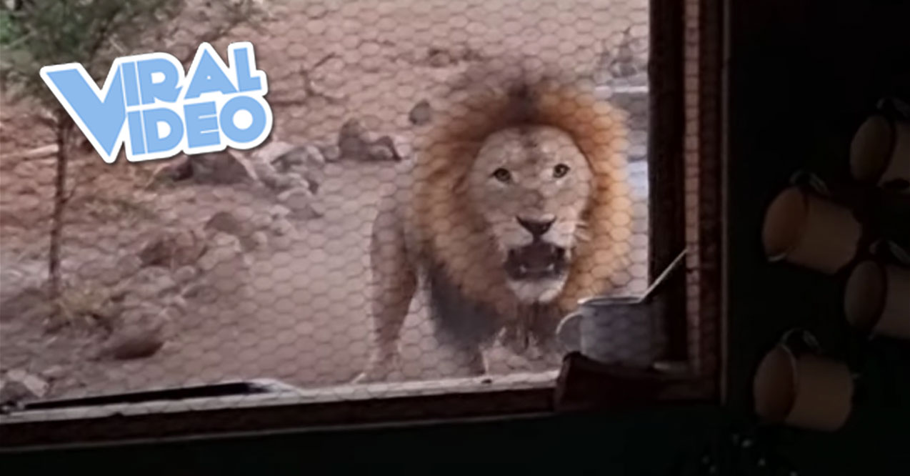 Viral Video: This Lion’s Roar Is Too Close for Comfort