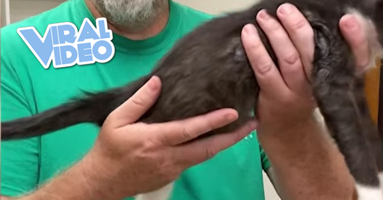 Viral Video: Proper Way to Hold a Cat