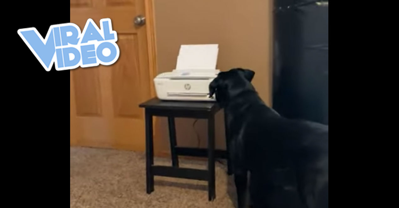 Viral Video: Canine Coworker Steals