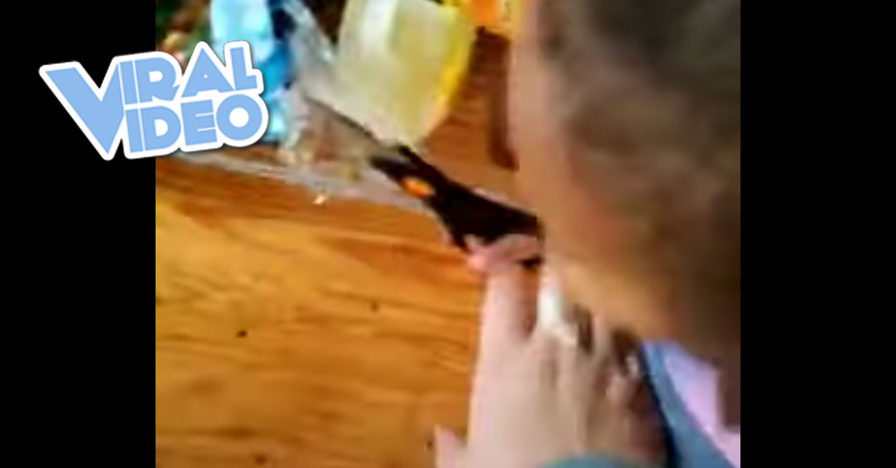 Viral Video: Child Tries To Cut Dog’s Pom-Poms