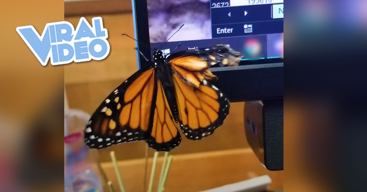Viral Video: Woman Repairs Butterfly’s Broken Wing