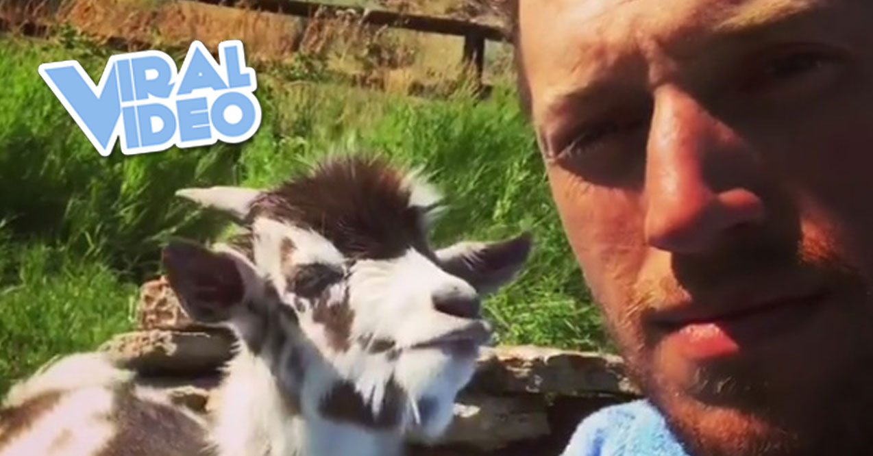 Viral Video: Heated Adorable Argument with Baby Goat