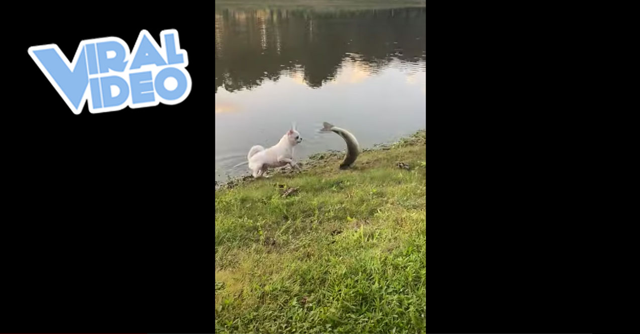 Viral Video: Chihuahua Is Too Small To Fish