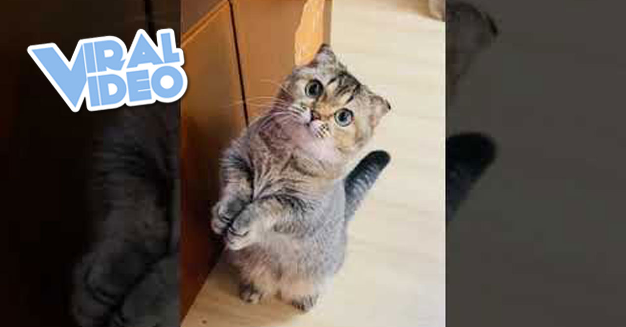 Viral Video Cute Kitty Cat Begs for Treat