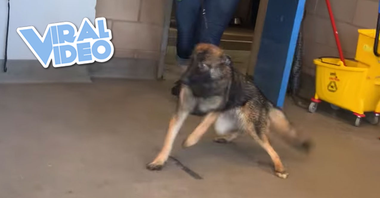 Viral Video: Wobbly Dog Saved from Being Put Down