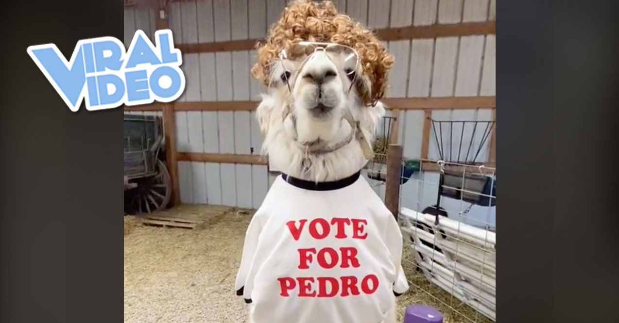 Viral Video: Have You Seen the Llamas Dressed as Pop Culture Icons?