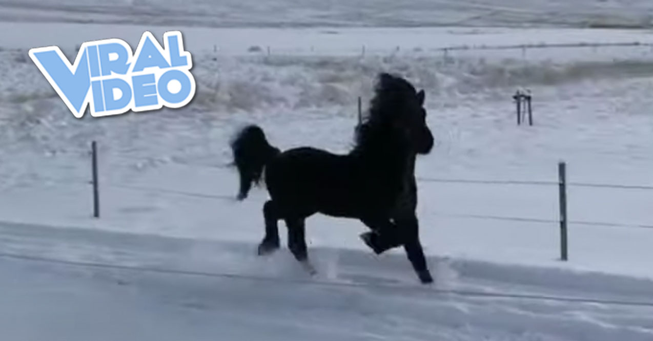 Viral Video: Icelandic Stallion Running in the Snow