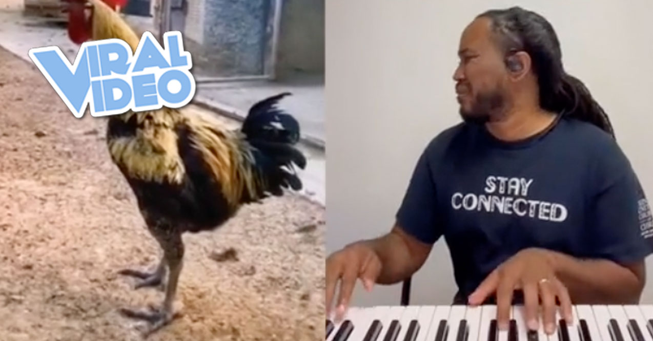 Viral Video: The Hardest-Working Rooster