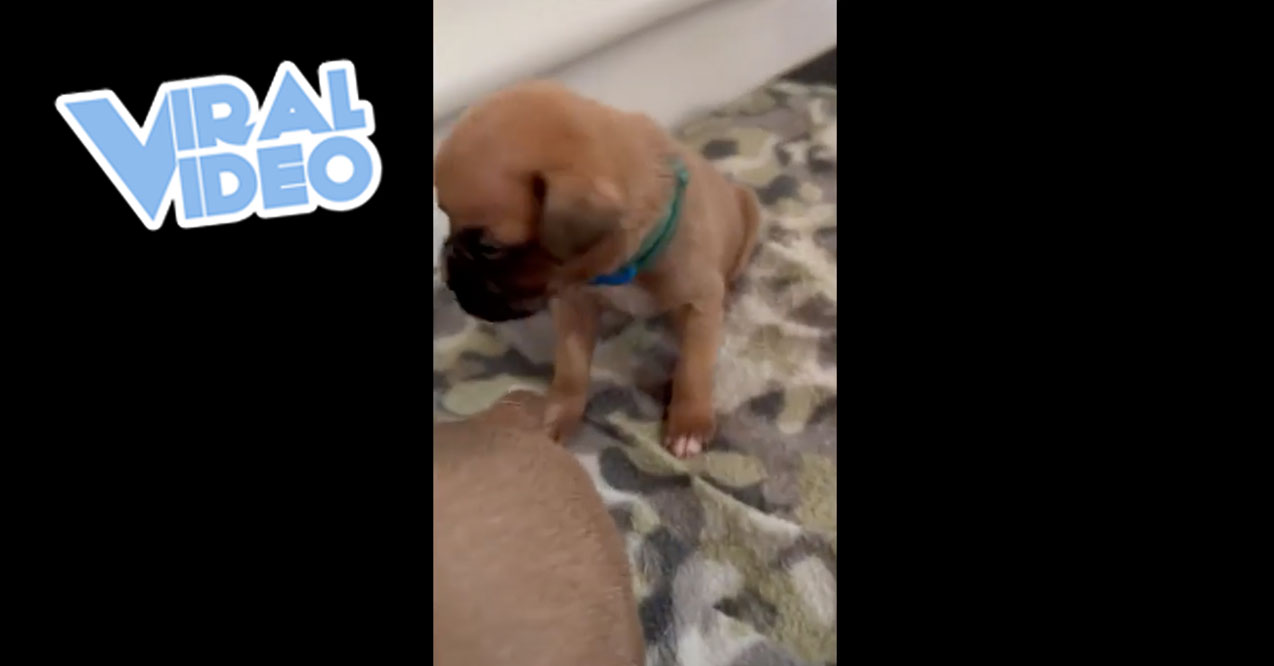 Viral Video: Adorable Puppy Sneezes, Then Tumbles Over