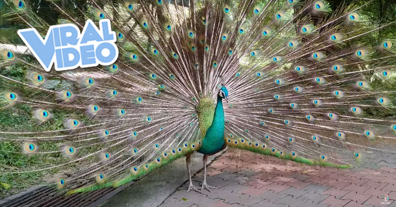 Viral Video: Peacock Shows Plumage While Person Whistles