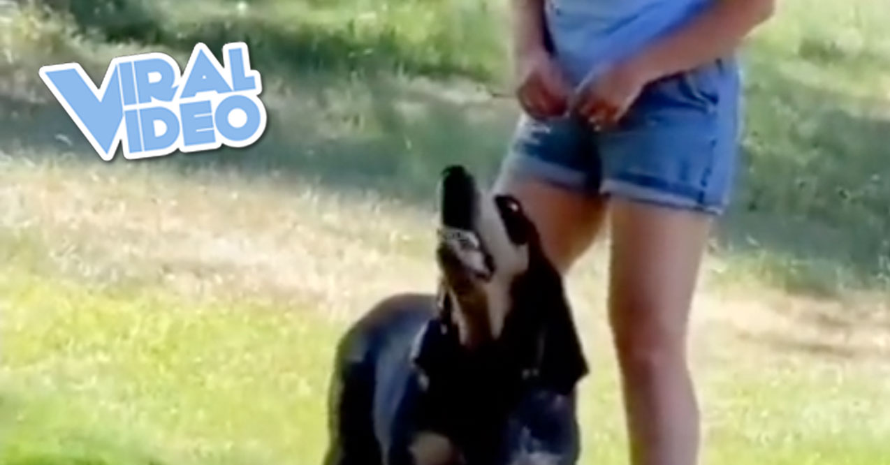 Viral Video: A Dog That Says “Hello”