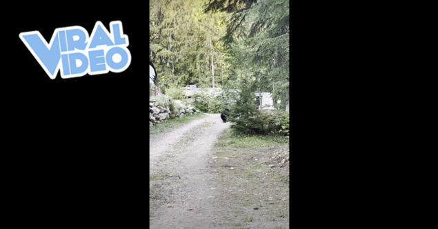 Viral Video: A Screaming Man Chases a Bear