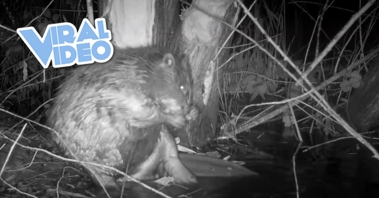 Viral Video Do Beavers Fart in the Woods?