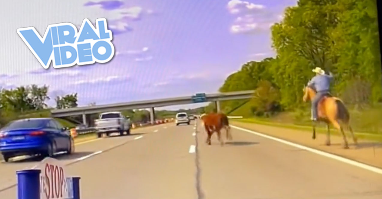 Viral Video: Steer Running Loose on a Highway