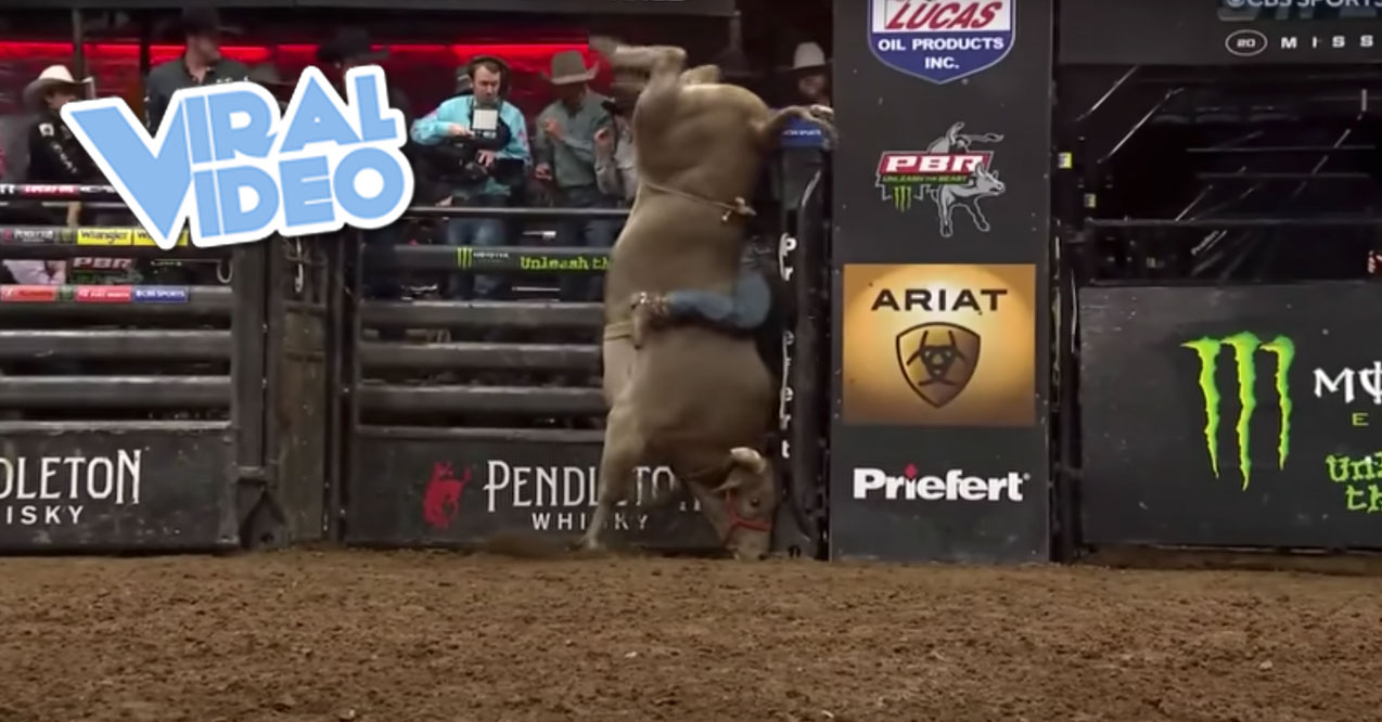 Viral Video: Professional Bull Rider Survives a Brutal Body Slam
