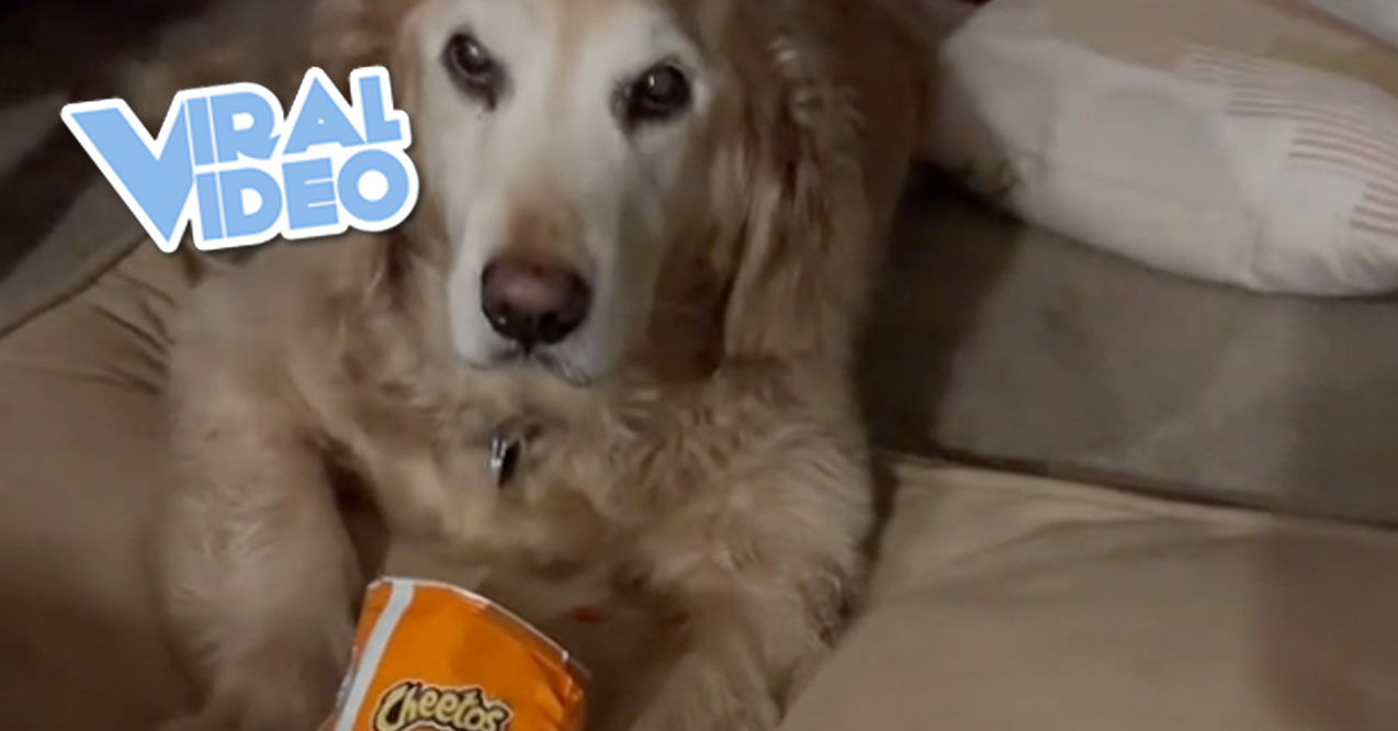 Viral Video: A Growling Dog Refuses to Share a Bag of Flamin’ Hot Cheetos