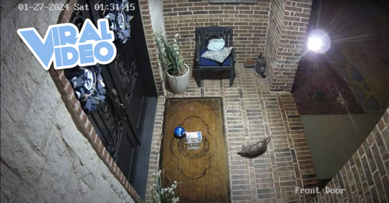 Viral Video: Opossum Porch Pirate
