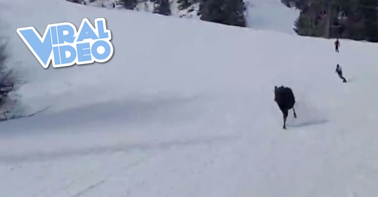 Viral Video: Moose on the Loose!