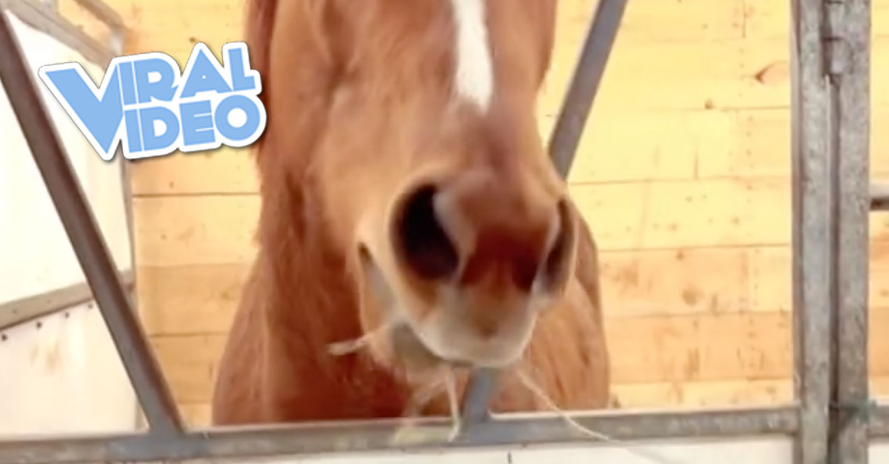 Viral Video: This Headbanging Horse Loves Metal and Hates Country