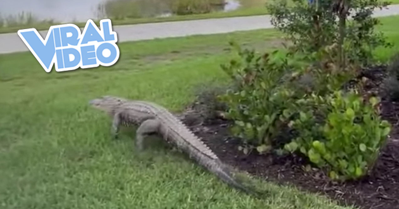 Viral Video: An Alligator Tries to Attack a Golf Cart