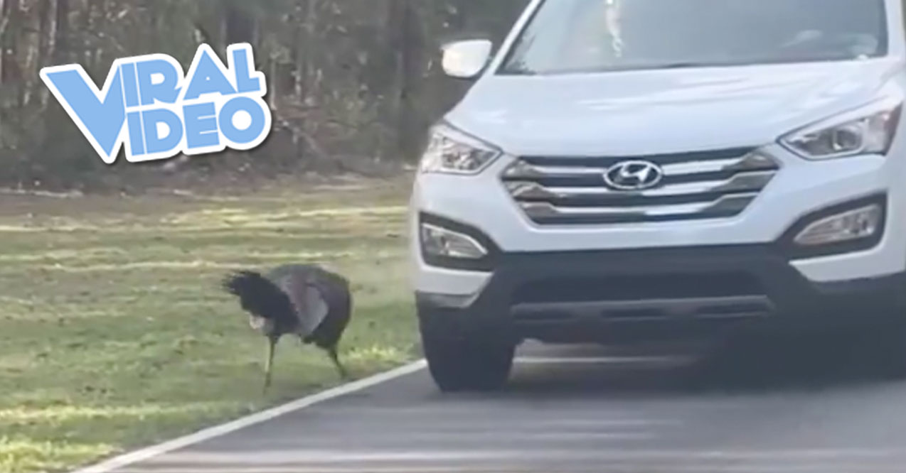 Viral Video: A Turkey Fights an SUV and Wins
