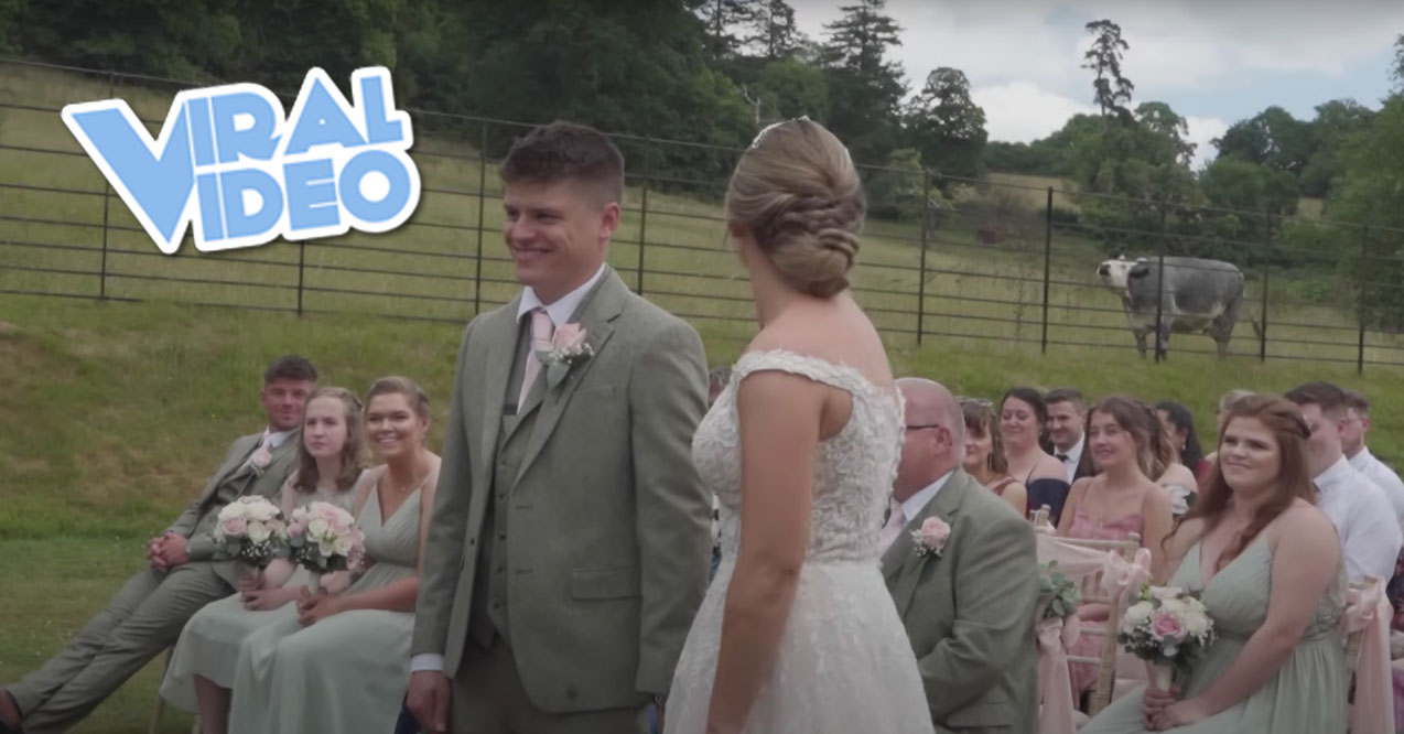 Viral Video: Cow Crashes Wedding Ceremony Twice