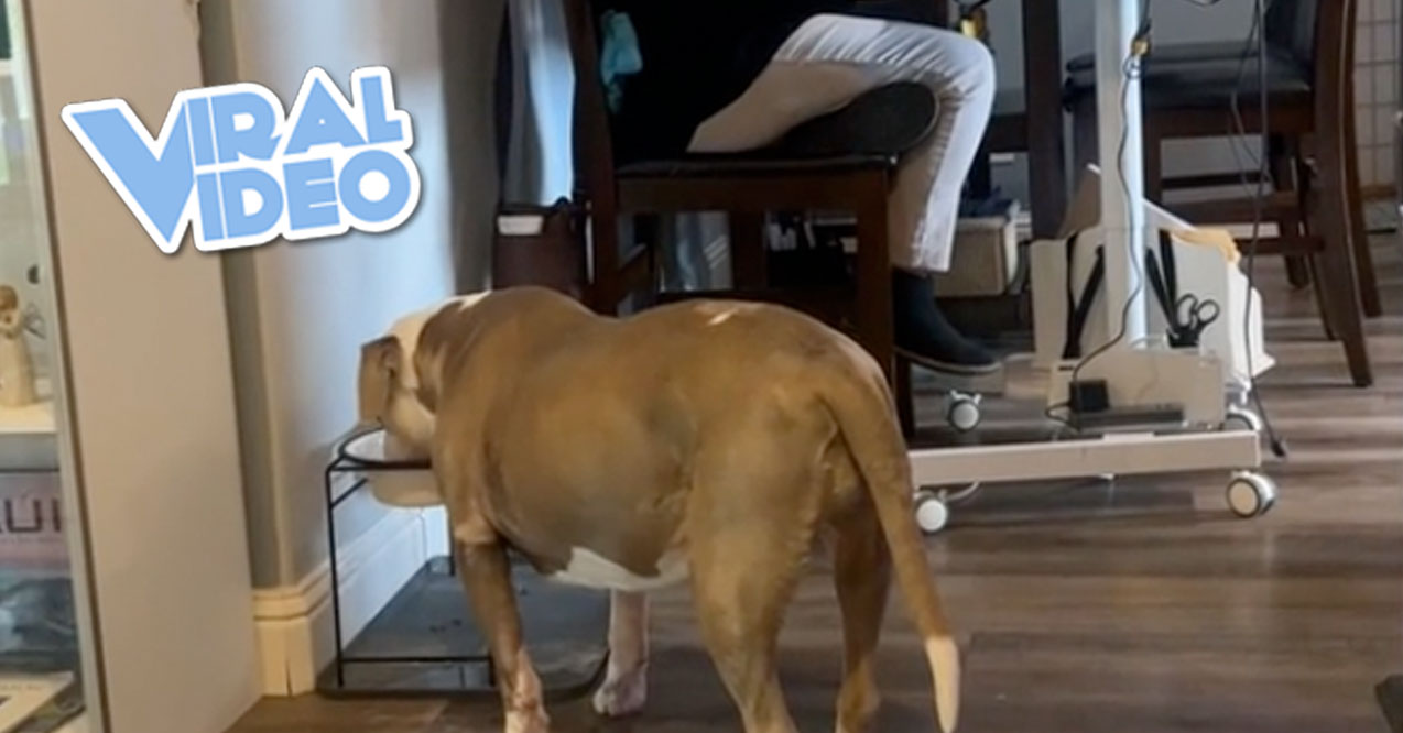 Viral Video: A Dog’s Loud Slurping Interrupts a Zoom Meeting
