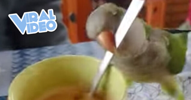 Viral Video: This Parrot Would Love to Stir Your Coffee for You