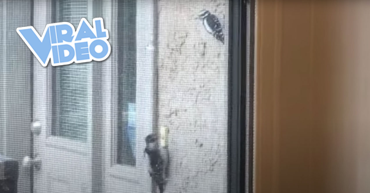Viral Video: A Woodpecker Took a Liking to Someone’s Doorbell