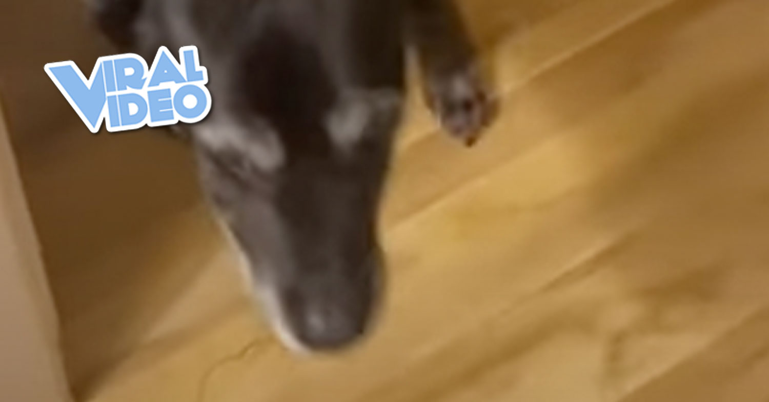 Viral Video: This Dog May Have Broken a Record – KiddNation