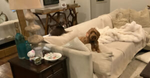 Are Tripp & Chico Ready for a New Friend?