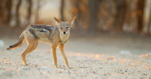 J-Si Comes Face-to-Face with a Coyote!