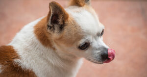 She Let’s Her Dogs Do WHAT!?