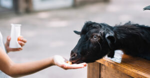 Big Al & Charlii Go Goat Milking