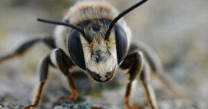WHO Got Stung by a Wasp?