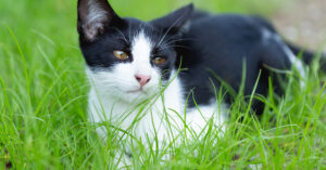Who KIDNAPPED Audrey’s Family Cat?